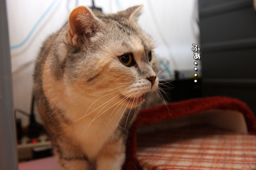 猫にしかわからない_d0355333_19440548.jpg