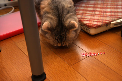 猫にしかわからない_d0355333_19440582.jpg