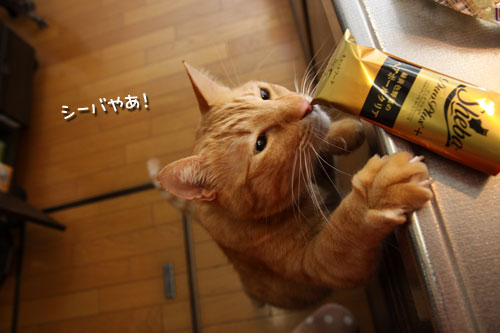 我が家のクリスマスパーティ_d0355333_19441029.jpg