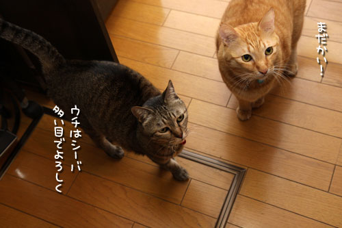 我が家のクリスマスパーティ_d0355333_19441153.jpg