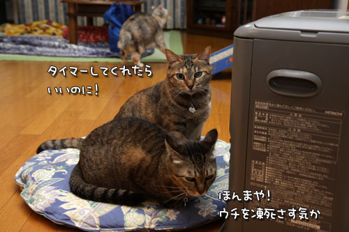 年末寒波がやってきた_d0355333_19442046.jpg