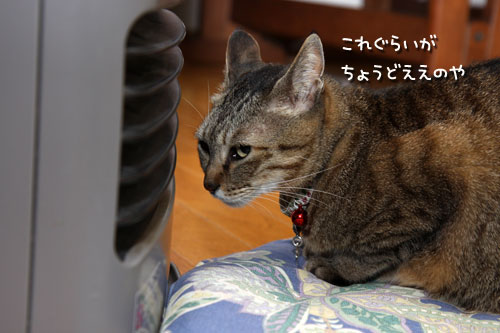 年末寒波がやってきた_d0355333_19442091.jpg