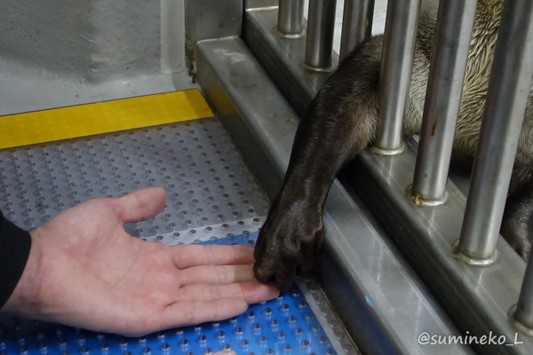 2017/02/12 仙台うみの杜水族館 ツメナシカワウソ_b0330044_00060773.jpg