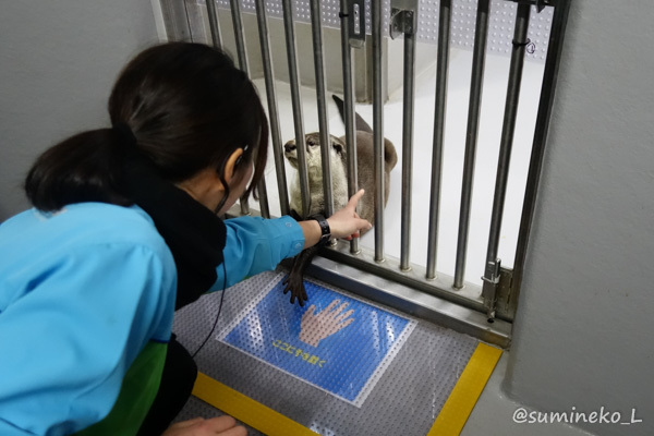 2017/02/12 仙台うみの杜水族館 ツメナシカワウソ_b0330044_00060812.jpg