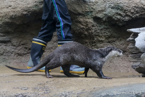 2017/02/12 仙台うみの杜水族館 ツメナシカワウソ_b0330044_00240903.jpg