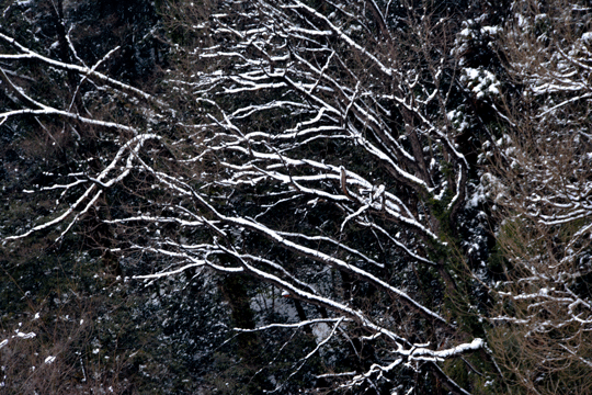 c0093046_8262710.gif