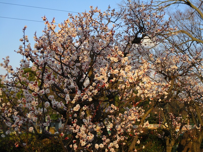 Emperor Nintoku’s tomb, museum, and Daisen Park・・・・ nice place to visit!_e0046748_00103551.jpg