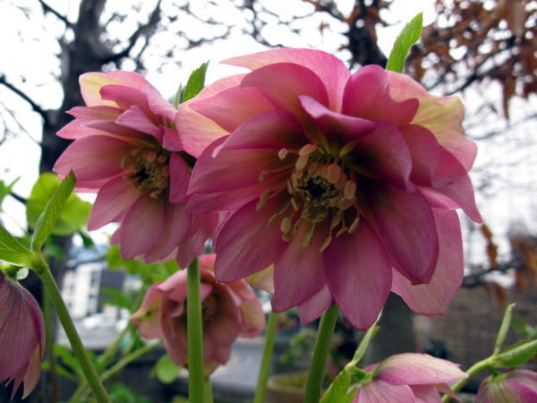 c0147952_23200916.jpg