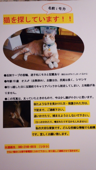 迷子の猫_b0203758_20581670.jpg