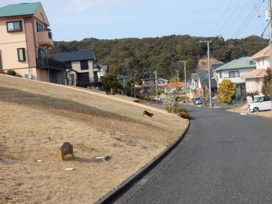 ’17,3,13(月)散歩でも春の暖かさがいっぱい!_f0060461_09335590.jpg