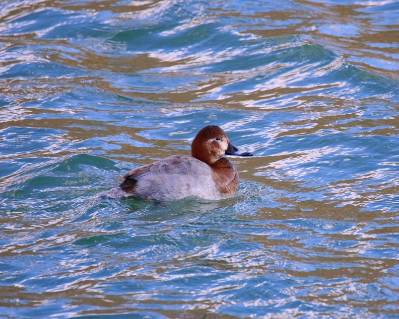 　　　大塩湖で残りガモ_c0305565_18074006.jpg