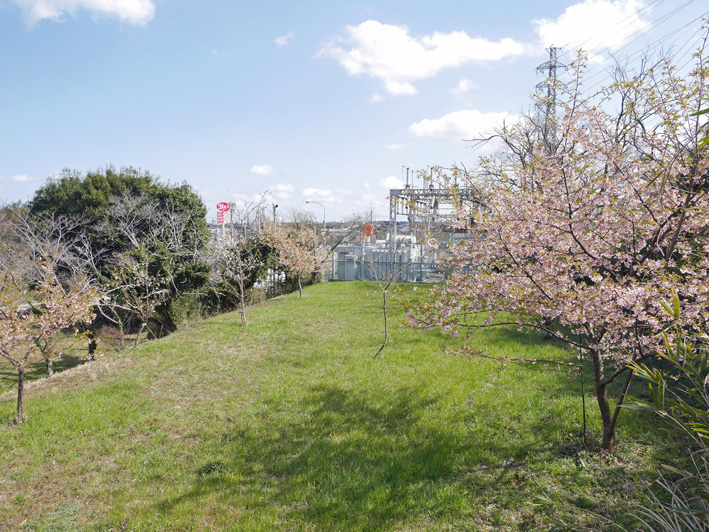 乾杯は北鎌倉の恵み：野口初太郎翁頌徳碑建立地で花見①_c0014967_13134611.jpg