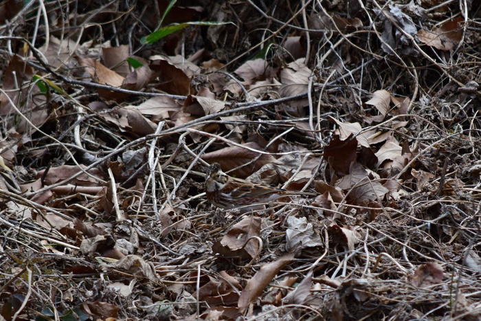 a0127090_17582220.jpg