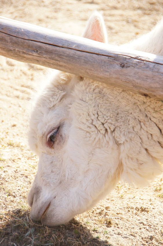 アルパカ～名古屋東山動植物園_c0139591_08290041.jpg