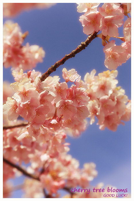 桜・咲くころ_d0039493_21475920.jpg