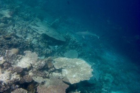 バンヤンツリー・ヴァビンファルのハウスリーフでシュノーケル、その2♪_e0338303_10413592.jpg