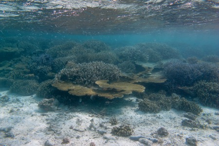 バンヤンツリー・ヴァビンファルのハウスリーフでシュノーケル、その2♪_e0338303_1041457.jpg