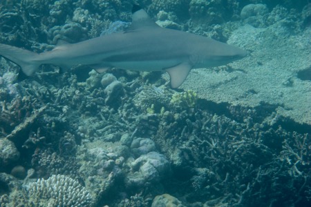 バンヤンツリー・ヴァビンファルのハウスリーフでシュノーケル、その2♪_e0338303_1041462.jpg