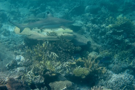 バンヤンツリー・ヴァビンファルのハウスリーフでシュノーケル、その2♪_e0338303_1042859.jpg