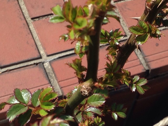 b0289206_16384582.jpg