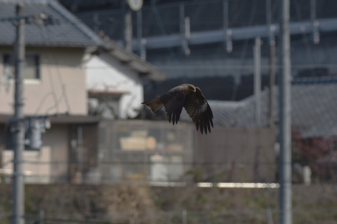 ヤマセミと一緒にみたもの_f0233011_6401037.jpg