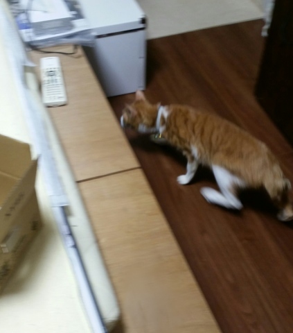 e0144012_14073942.jpeg