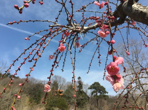 3月の出張教室 空き状況_b0215321_11024325.jpeg
