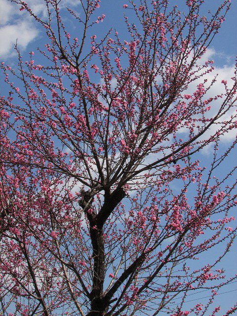 桃の花見頃_e0321325_910367.jpg