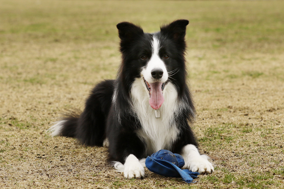 ご近所チーム揃った犬遊び_e0138031_07392534.jpg