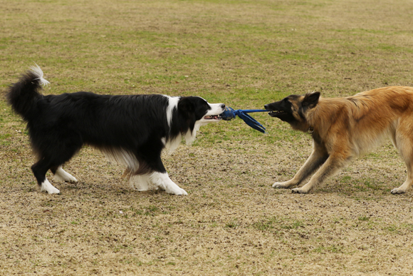 ご近所チーム揃った犬遊び_e0138031_07392561.jpg