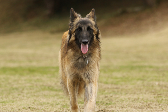 ご近所チーム揃った犬遊び_e0138031_07392647.jpg