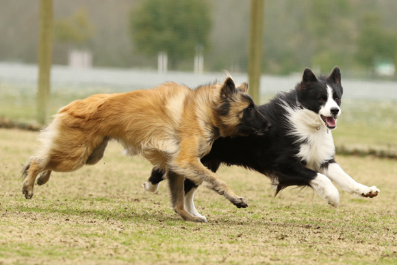 ご近所チーム揃った犬遊び_e0138031_07392671.jpg