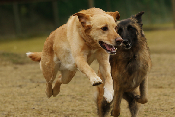 ご近所チーム揃った犬遊び_e0138031_07392739.jpg