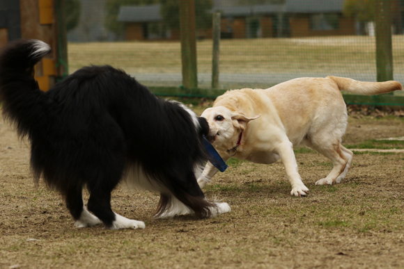 ご近所チーム揃った犬遊び_e0138031_07392752.jpg