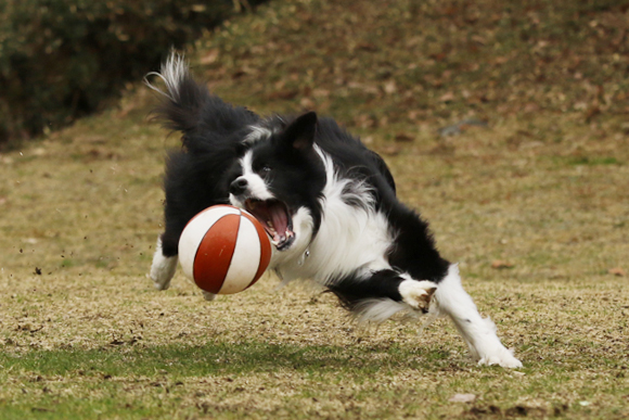 ご近所チーム揃った犬遊び_e0138031_07392771.jpg