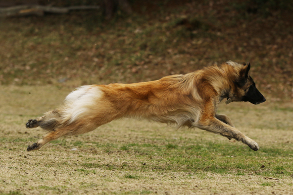 ご近所チーム揃った犬遊び_e0138031_07443849.jpg