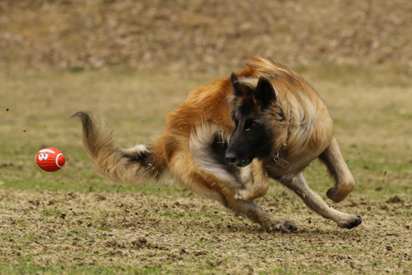 ご近所チーム揃った犬遊び_e0138031_07443858.jpg