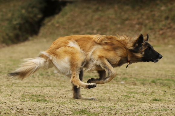 ご近所チーム揃った犬遊び_e0138031_07443860.jpg