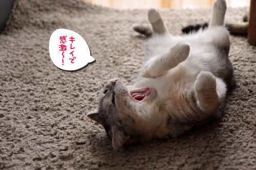 あけましておめでとうございます_d0355333_10551046.jpg