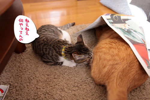 ちゃとらんの必殺技_d0355333_10551502.jpg