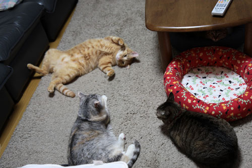 猫の集会_d0355333_10554153.jpg