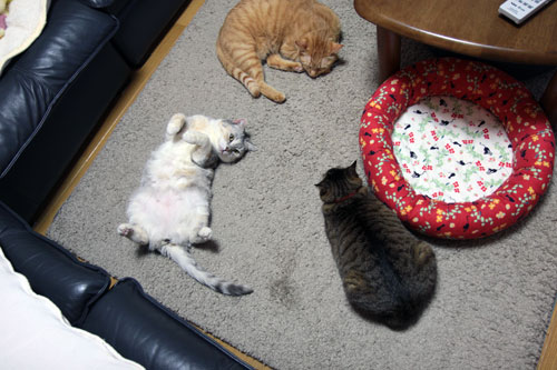 猫の集会_d0355333_10554286.jpg