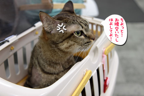 主役が交代_d0355333_10554359.jpg