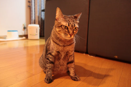 あれから3時間後_d0355333_10555875.jpg
