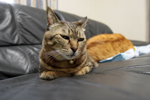 人面猫_d0355333_10560099.jpg