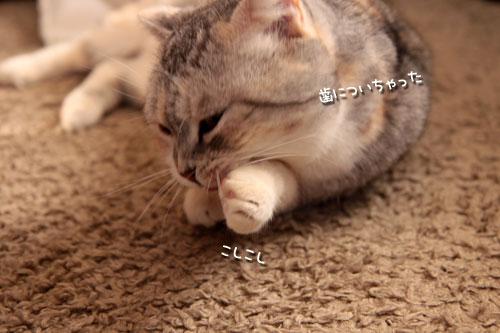 しょうゆはダメでしょ!_d0355333_10560112.jpg