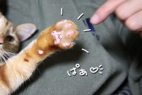 巨大な甘えん坊おやじ_d0355333_10560488.jpg