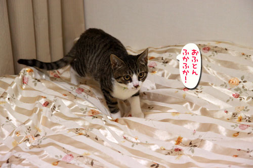 こうちゃん幸せへの旅立ち_d0355333_10562159.jpg