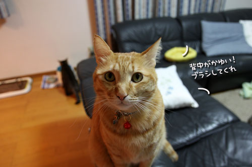 ブラッシングが好きな子寄っといで_d0355333_10564049.jpg