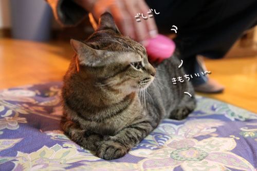 ブラッシングが好きな子寄っといで_d0355333_10564287.jpg